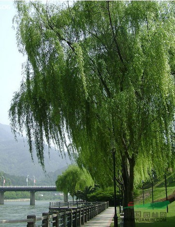 垂柳價格信息