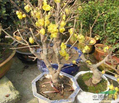 供應(yīng) 工程 臘梅 臘梅盆景 叢生臘梅 2-8公分