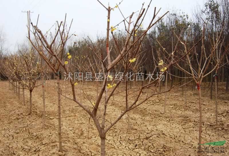 供應(yīng) 工程 臘梅 臘梅盆景 叢生臘梅 2-8公分