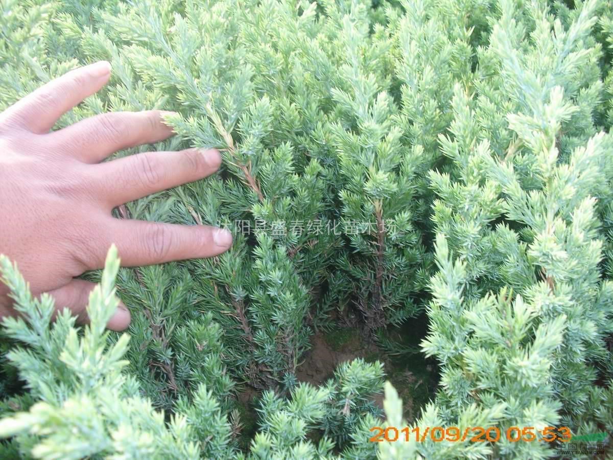 大量出售 工程綠化苗木-龍柏 爬地柏 沙地柏 花柏 側(cè)柏
