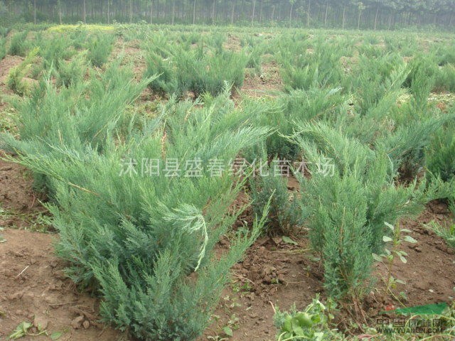 大量出售 工程綠化苗木-龍柏 爬地柏 沙地柏 花柏 側(cè)柏
