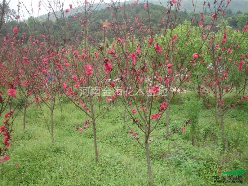 紅葉桃 河南紅葉桃 許昌紅葉桃 大量供應(yīng)鄢陵紅葉桃 紅葉桃價(jià)格 大量供應(yīng)圖片