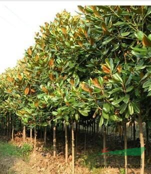 广玉兰、广玉兰基地、广玉兰苗、沭阳广玉兰基地