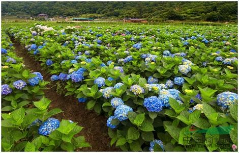 萧山八仙花/绣球花,苗圃看货起苗,苗粗壮,价格实惠图片