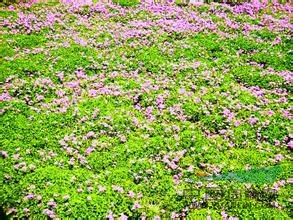 蕭山紅花炸醬草,無病害,苗壯齊整，苗圃看貨起苗,價實惠