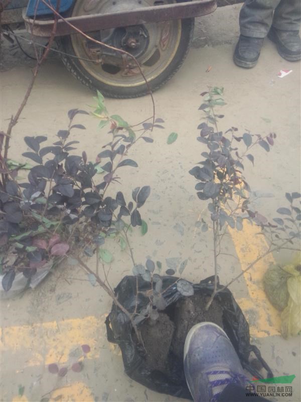 蕭山紅花繼木色塊/球P40-200,苗粗壯齊整，苗圃看貨起苗
