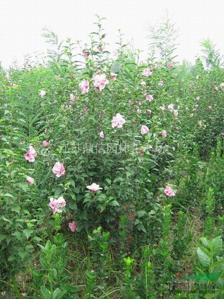 木槿 、大量銷售木槿、江蘇木槿、紅花木槿