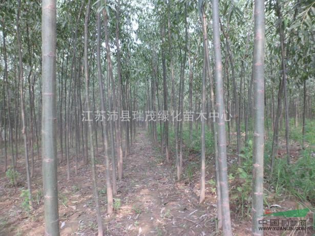 江蘇竹柳小苗，綠化苗