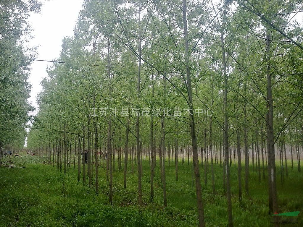 江蘇竹柳小苗，綠化苗