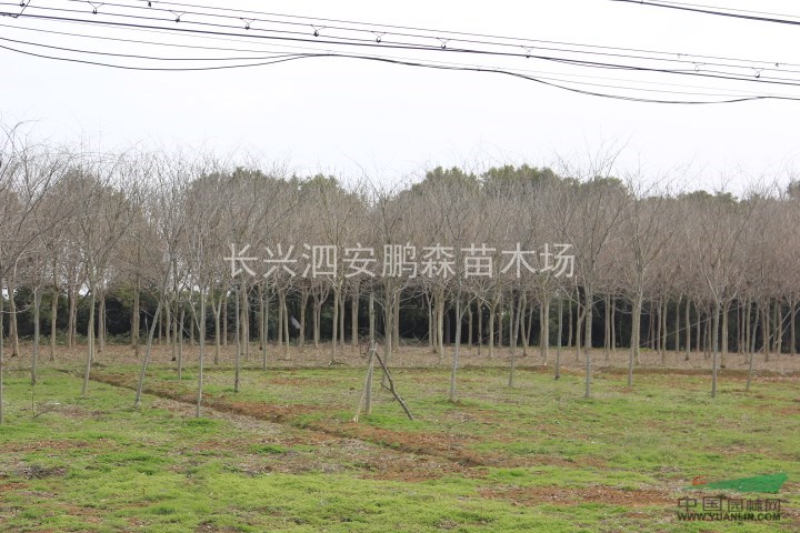 10-15公分無患子