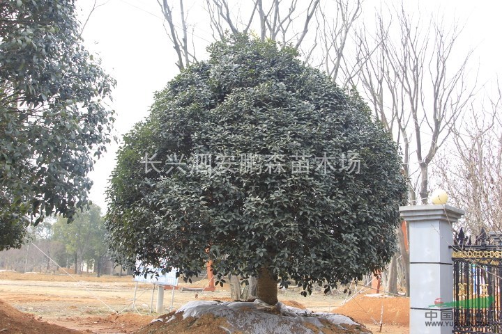 P200-P500桂花