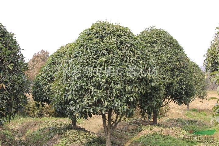 P200-P500桂花