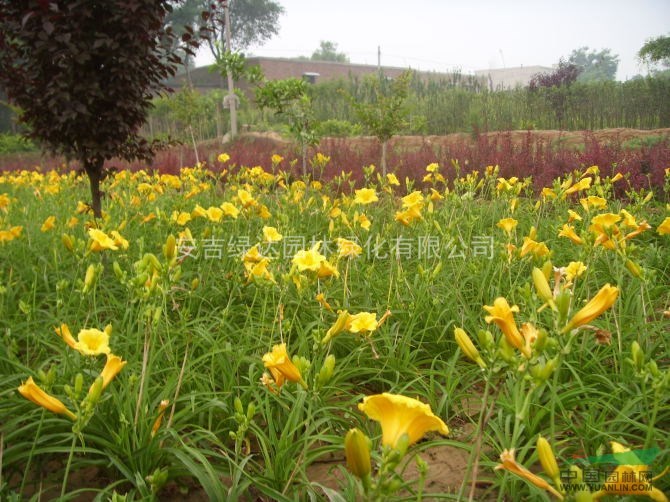 德國鳶尾 大花萱草 金盞菊  蕭山草花 色塊 蕭山小苗