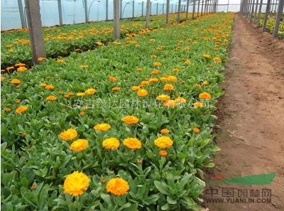 德國鳶尾 大花萱草 金盞菊  蕭山草花 色塊 蕭山小苗