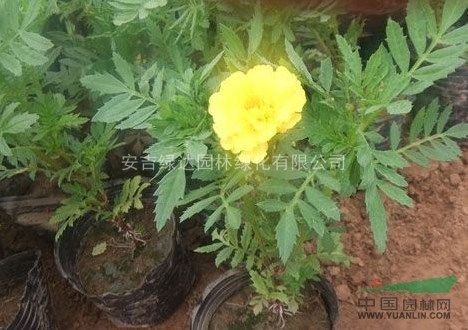 萬壽菊 金盞菊 孔雀草 浙江綠化工程苗木專業(yè)配送