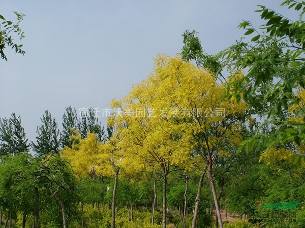 金葉國(guó)槐、國(guó)槐基地、金葉國(guó)槐價(jià)格、沭陽(yáng)金葉國(guó)槐