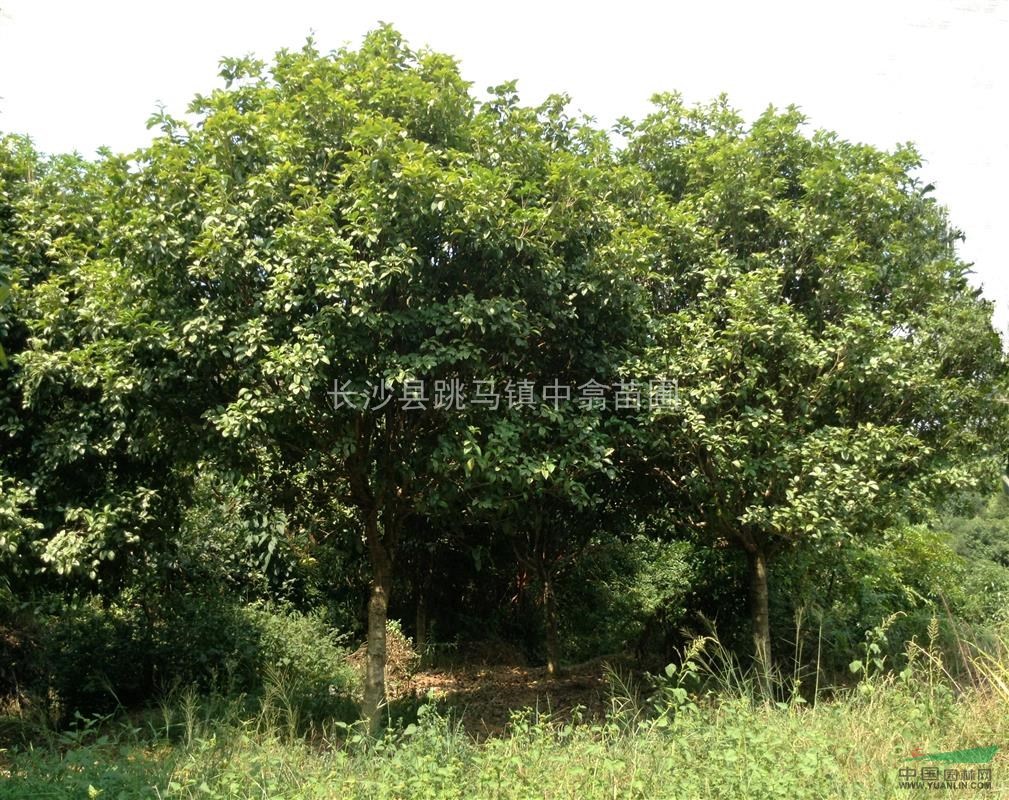 供應(yīng)四季桂