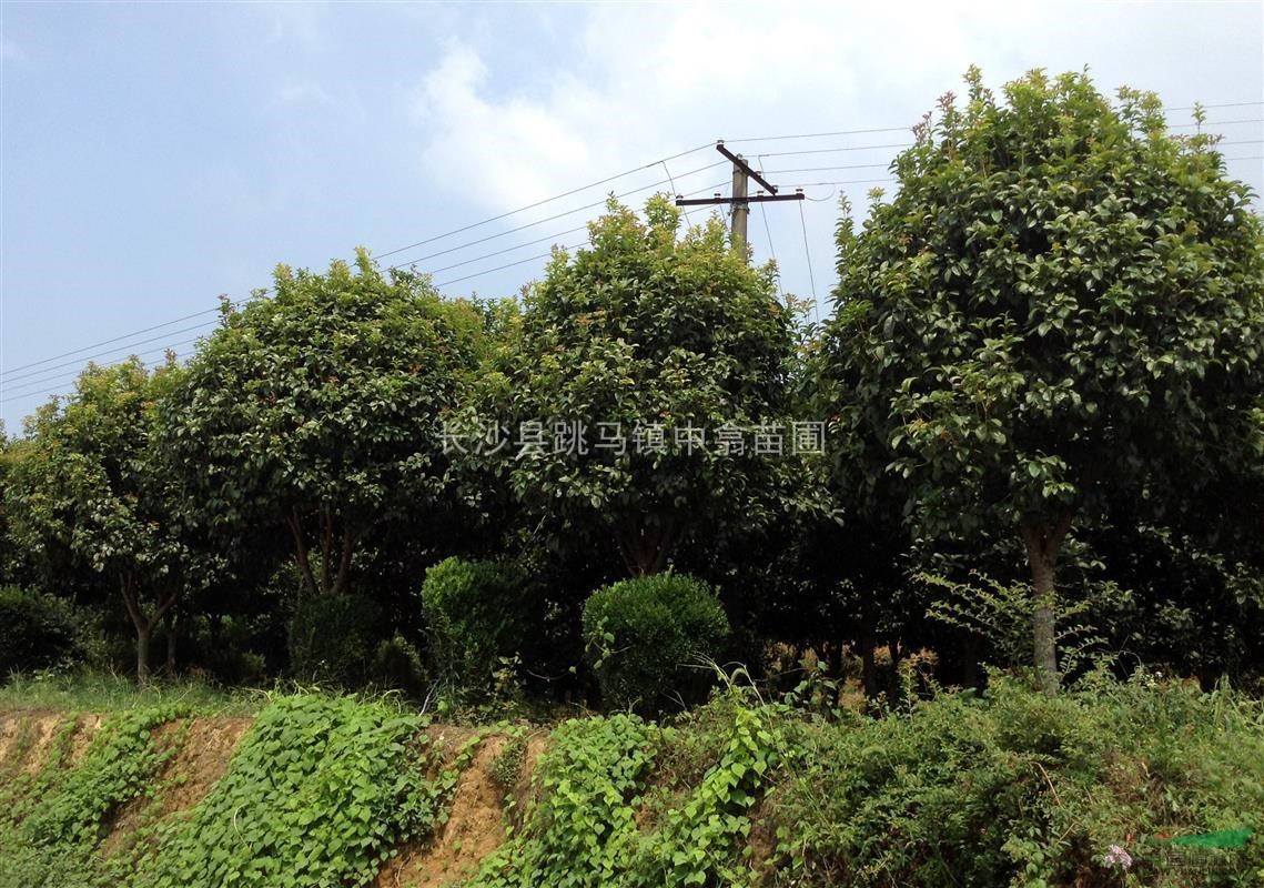 供應(yīng)四季桂