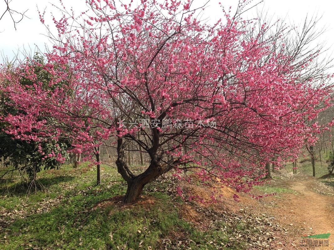 移栽梅花