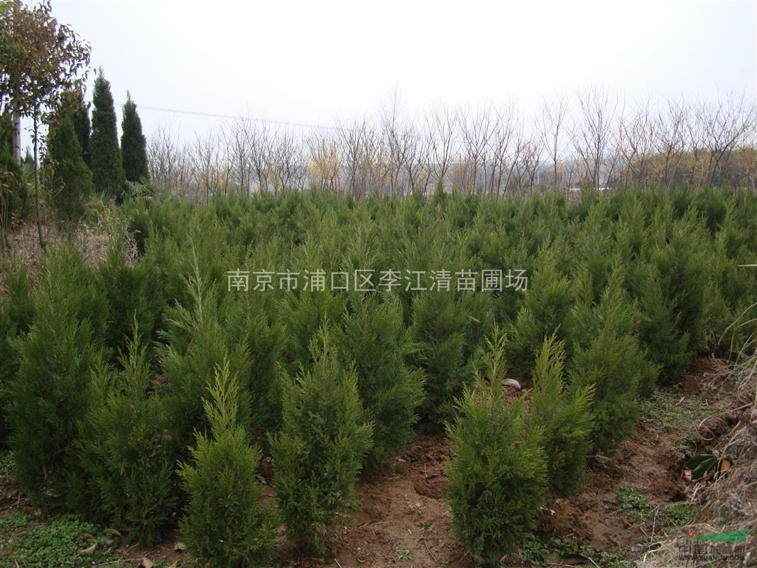 大葉女貞，蜀檜，