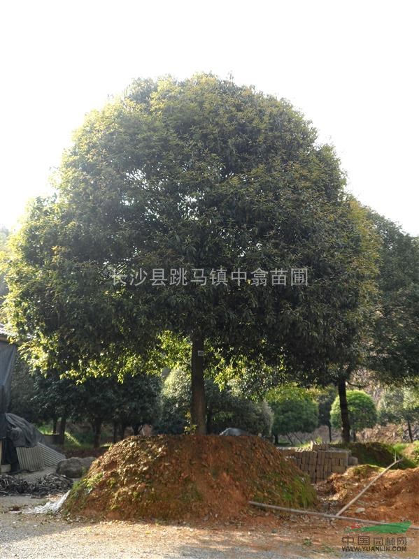 供應(yīng)大規(guī)格移植桂花