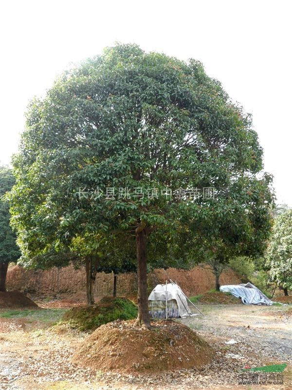 供應(yīng)大規(guī)格移植桂花