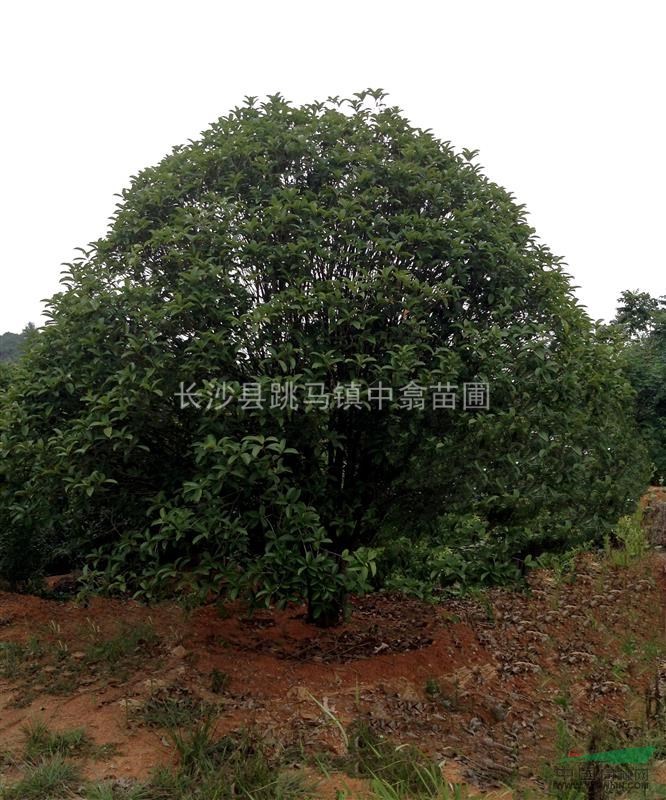 叢生桂花