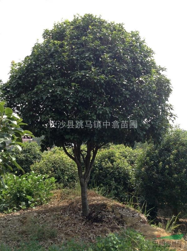自然冠10-12公分桂花