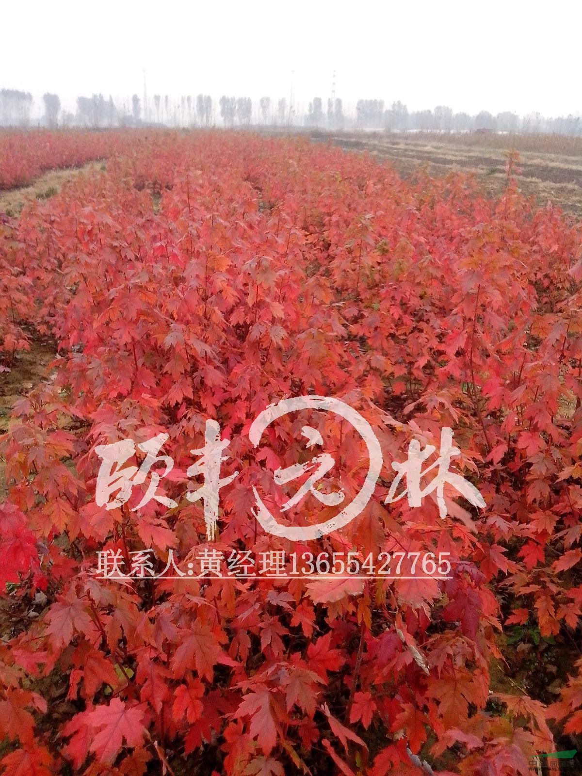 美國紅楓 秋火焰  原種母樹，品質(zhì)保障