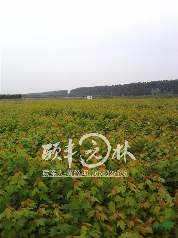 美國紅楓 秋火焰  原種母樹，品質(zhì)保障