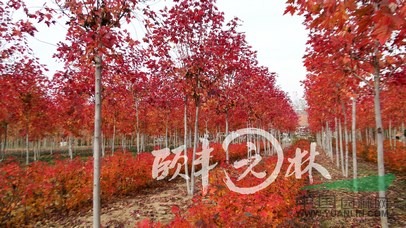 美國(guó)紅楓 秋火焰