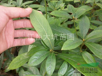 江西楨楠苗批發(fā)