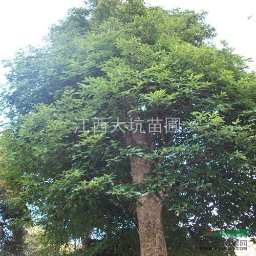 江西楨楠苗批發(fā)