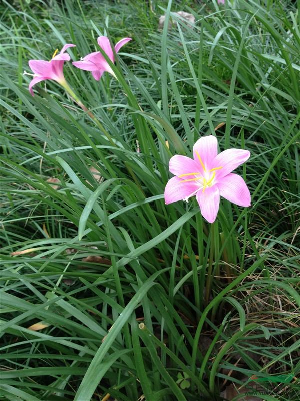 蔥蘭、韭蘭、白花蔥蘭、紅花蔥蘭、紅花韭蘭、蔥蓮、玉簾、韭菜蓮