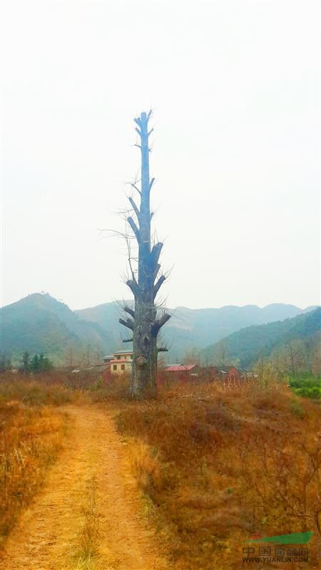 直徑60CM-140CM大野生銀杏 香樟 桂花