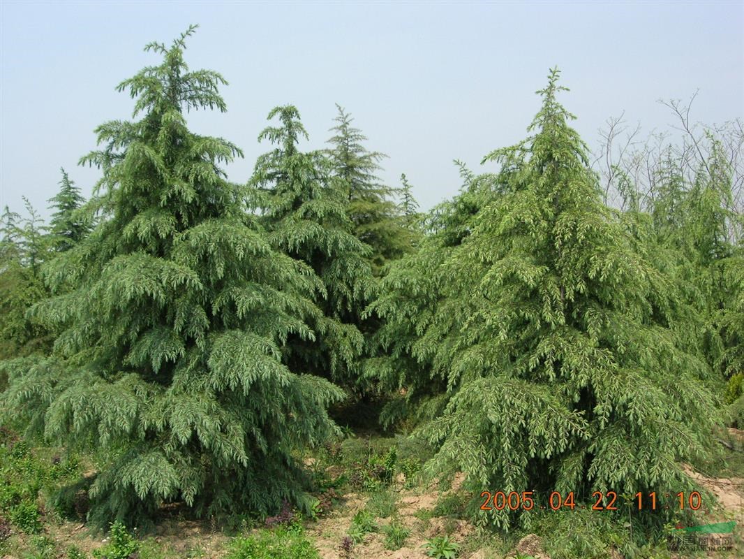 云南昆明雪松價(jià)格