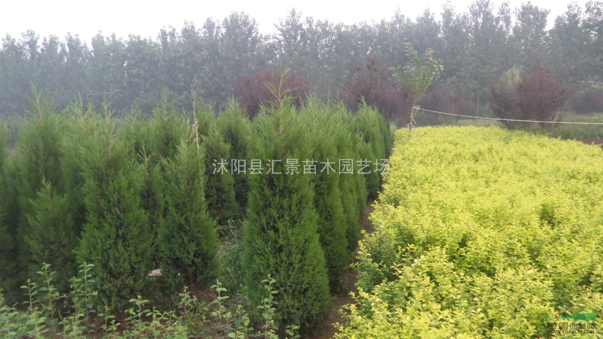 蜀檜產地、蜀檜價格、蜀檜大小工程苗木