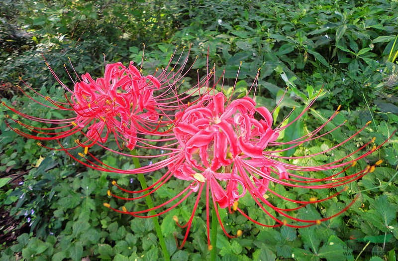 石蒜、黃花石蒜、紅花石蒜、彼岸花、老鴉蒜