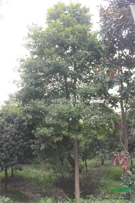 供應(yīng)楨楠樹 楨楠工程苗木 萬樹園林公司供應(yīng)