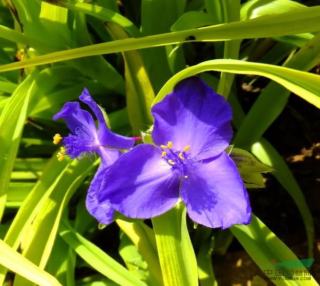 紫露草、金葉紫露草、白花紫露草、紫花紫露草