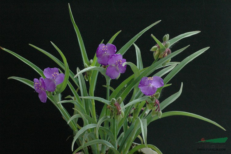 紫露草、金葉紫露草、白花紫露草、紫花紫露草