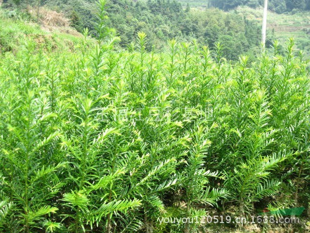 紅豆杉、紅豆杉小苗、南方紅豆杉小苗