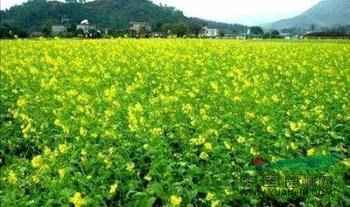 蕭山黃馨1-3年苗,無(wú)病害，苗粗壯齊整