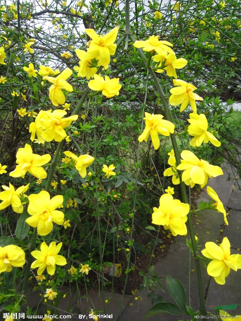 蕭山黃馨1-3年苗,無(wú)病害，苗粗壯齊整