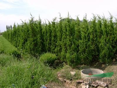 蕭山直升龍柏/小苗,密實漂亮,土球好