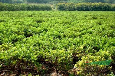 蕭山毛娟球P40-120/1-3年苗,苗粗壯齊整,無病害