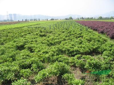 蕭山毛娟球P40-120/1-3年苗,苗粗壯齊整,無病害