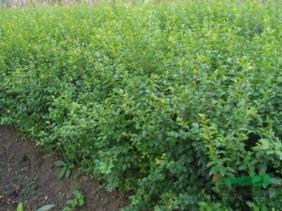 蕭山小葉女貞球P40-160/色塊，球密實(shí)漂亮，土球好