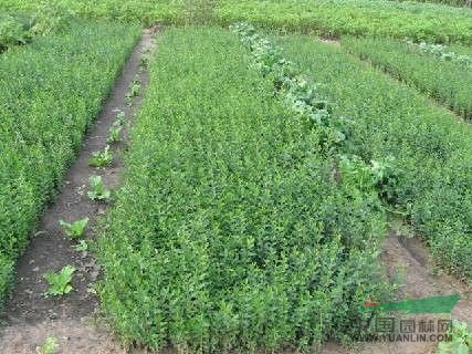 蕭山小葉女貞球P40-160/色塊，球密實(shí)漂亮，土球好