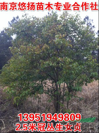 紅果冬青價格，南京紅果冬青批發(fā)